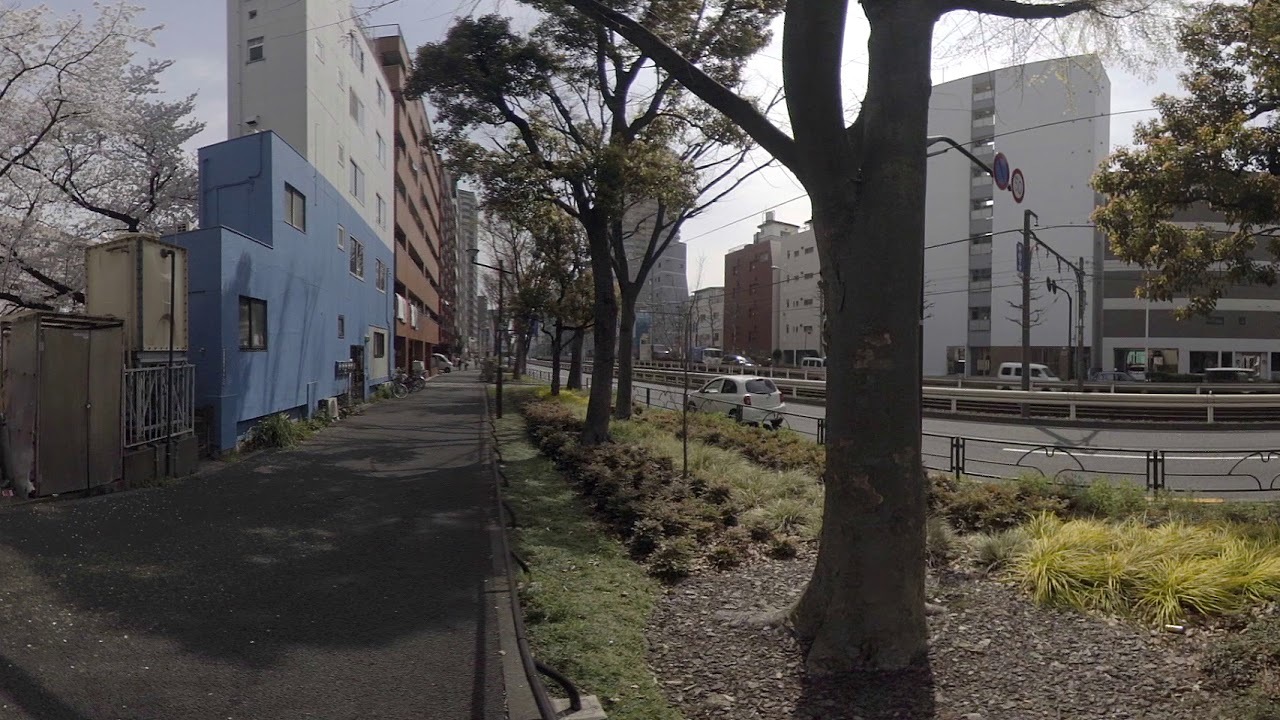 360VR Sakura Avenue at Waseda Shinjyuku Tokyo Japan (High Quality)