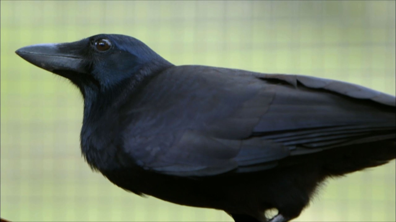 Are crows the ultimate problem solvers? - Inside the Animal Mind - BBC
