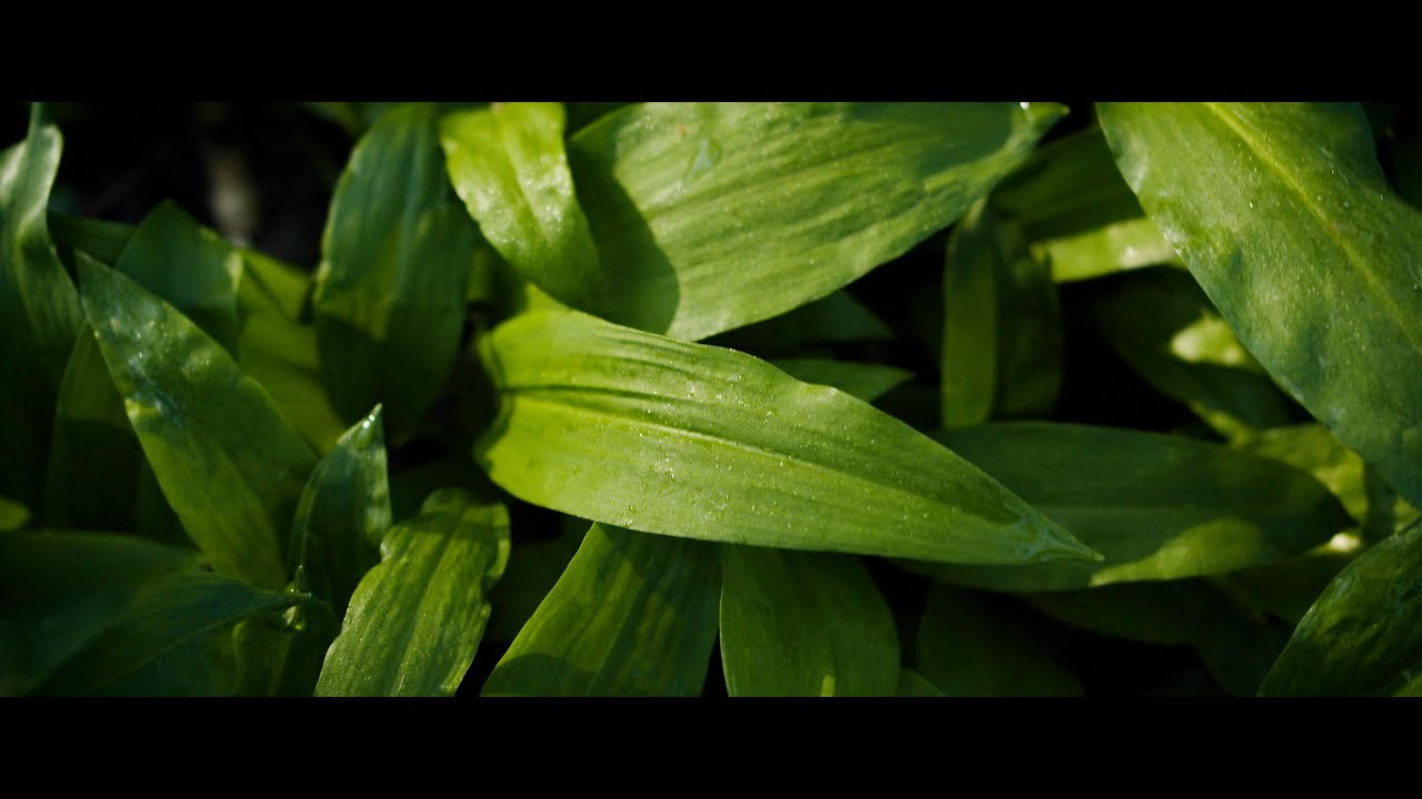 Natures Garden - Wild Garlic (A film with the BMPCC4k)