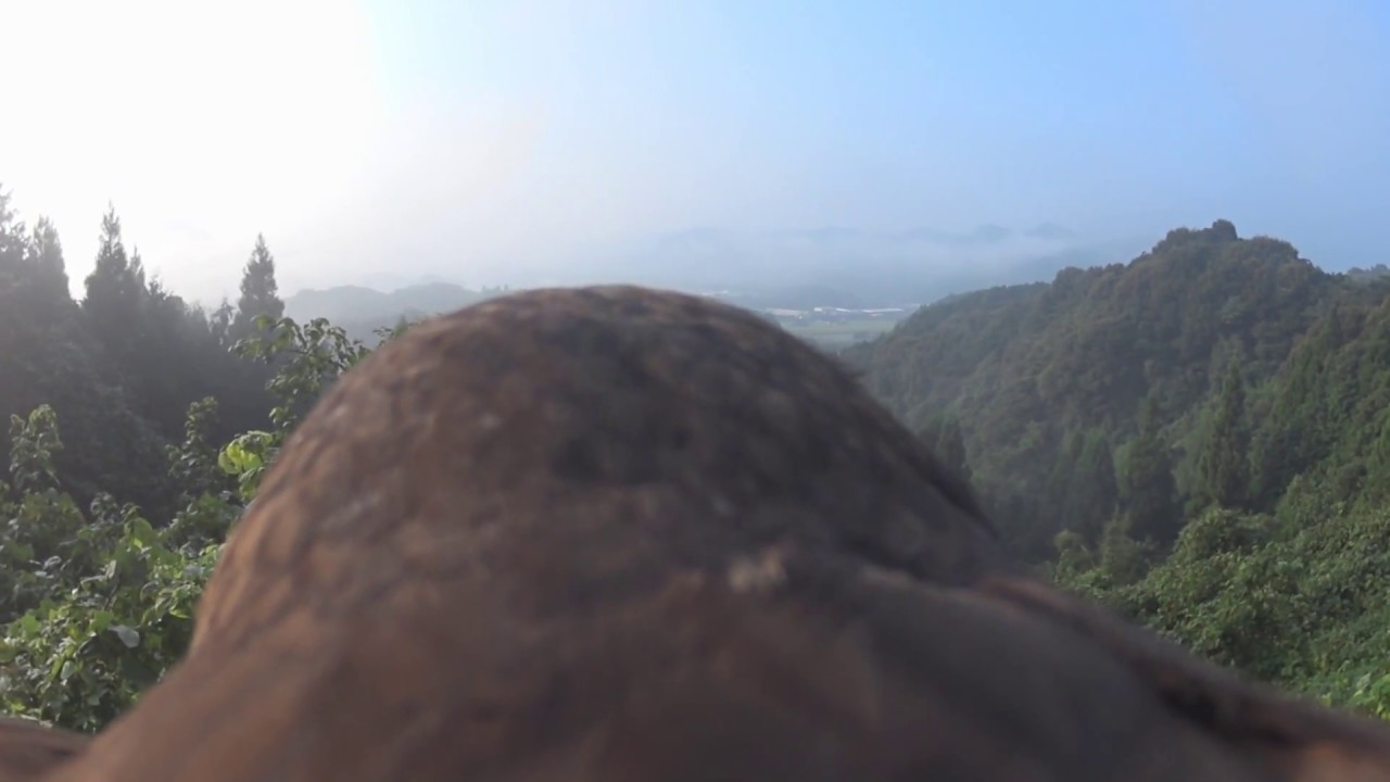 鷹の目線カメラ　　Hawk eyes camera