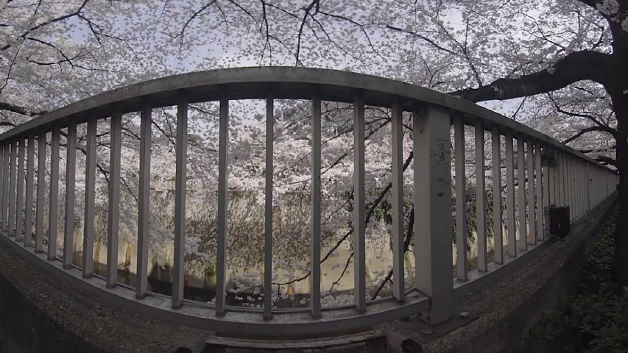 360VR Cherry blossom  (High Quality)