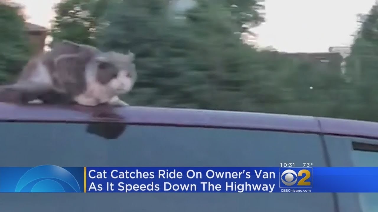 Rebel Cat Clings To Roof Of Owner's Van On Expressway