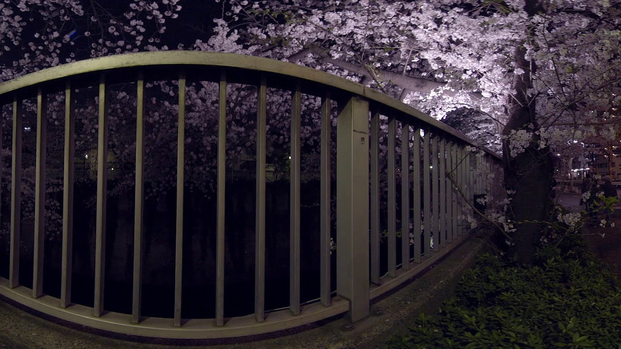 360VR Cherry blossom at Night.  (High Quality)