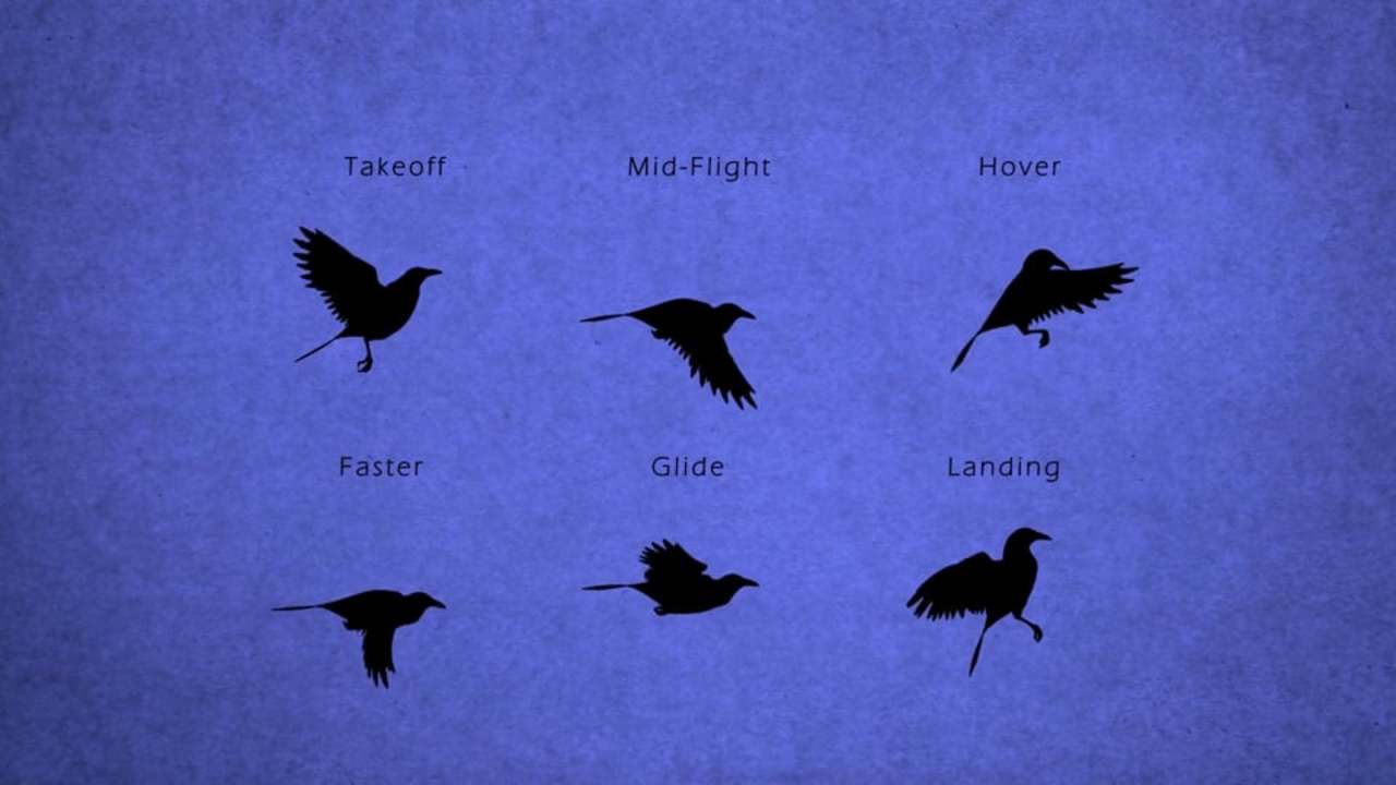 Bird Flight for Animators