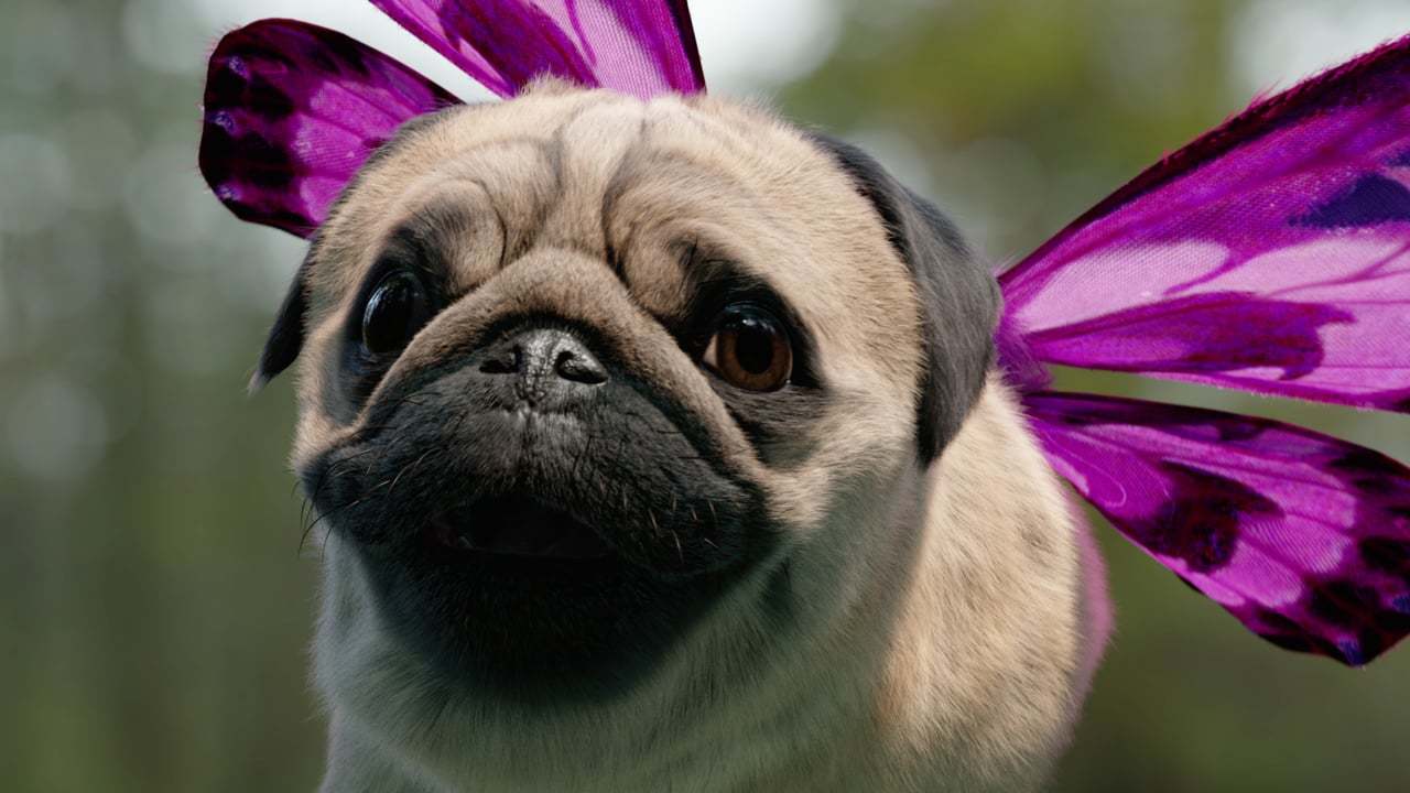 Behind The Scenes: Three 'Free Your Puggerfly'