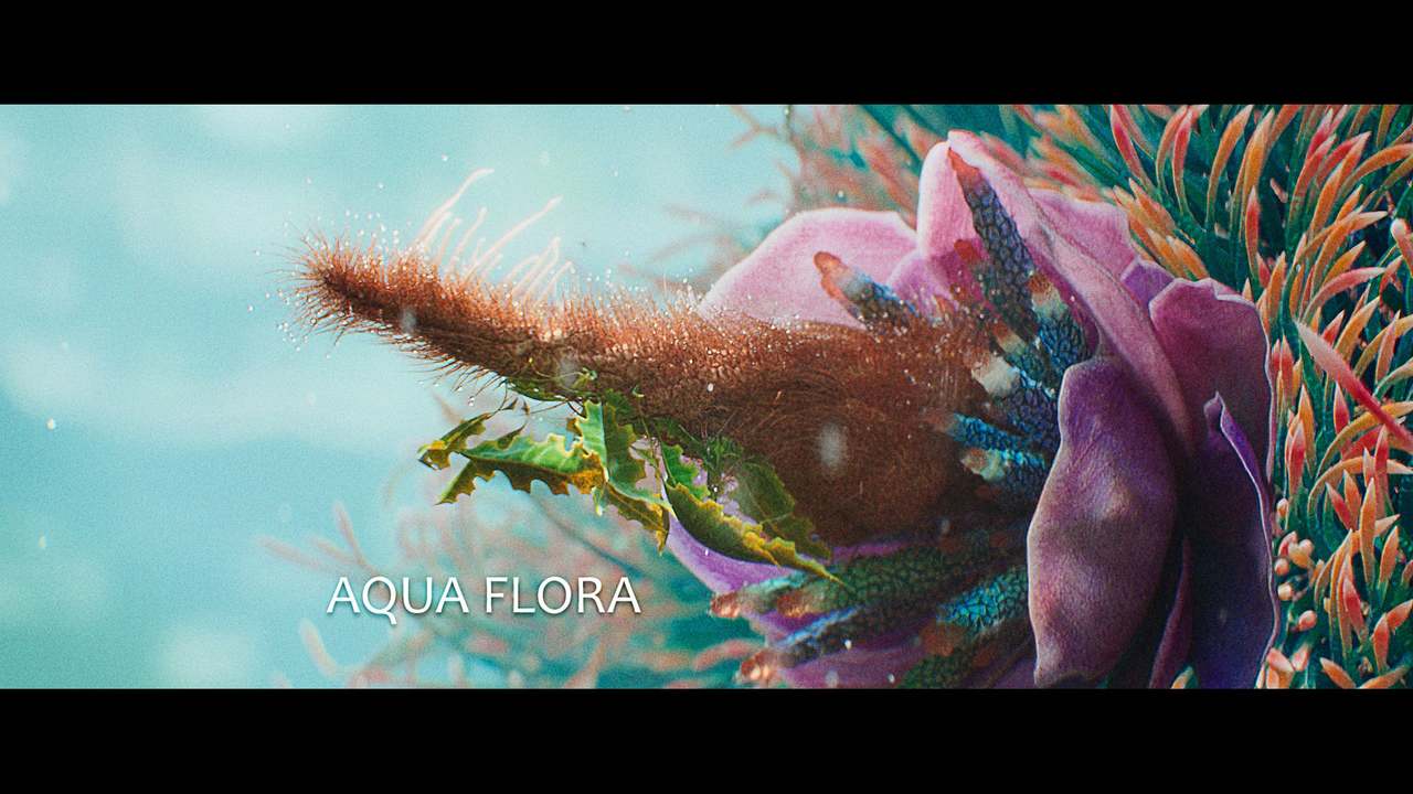 Aqua Flora